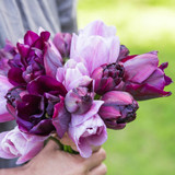 Tulip Precious Purple Bouquet Mix