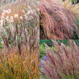 Miscanthus Collection (9cm Pot)