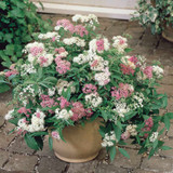 Spiraea collection (9cm Pot)
