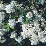 Spiraea collection (9cm Pot)