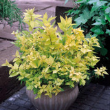 Spiraea collection (9cm Pot)