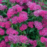 Spiraea collection (9cm Pot)