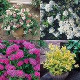 Spiraea collection (9cm Pot)
