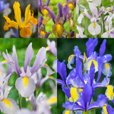 Unusual Iris Hollandia Collection
