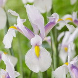 Iris Dutch Unusual Collection