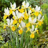 Iris Dutch Unusual Collection