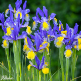 Iris Dutch Unusual Collection