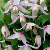 Clematis Alpina Collection