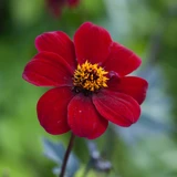 Dahlia 'Bishop of Auckland'