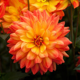 Dahlia 'Karma Fiesta'
