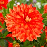 Dahlia 'Karma Fiesta'