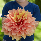 Dahlia 'Mango Madness'