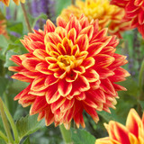Dahlia 'Sun Explosion'