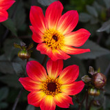 Dahlia Happy Single 'Flame'