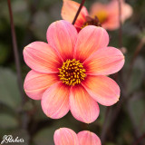 Dahlia Happy Single 'Kiss'