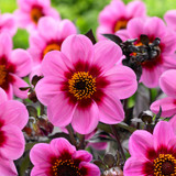 Dahlia Happy Single 'Wink'