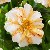 Dahlia 'Sun and Ice'