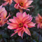 Dahlia 'Waltzing Mathilda'