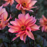 Dahlia Waltzing Mathilda