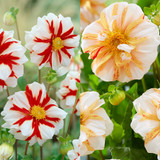 Dahlia Ice Collection