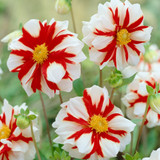 Dahlia Ice Collection