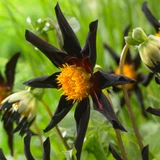 Dahlia Black Flowered Collection