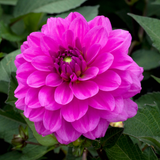 Dahlia Cut Flower Karma Collection