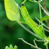 Asparagus Pea