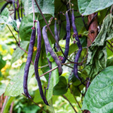 Climbing French Purple Bean Blauhilde