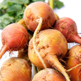 Beetroot Golden Boldor F1