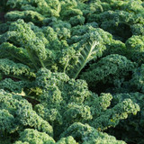 Kale Borecole Vates Blue Curled