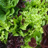 Lettuce Gourmet Looseleaf Cutting Mix
