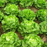 Lettuce Tom Thumb