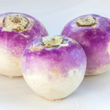 Turnip Purple Top White Globe