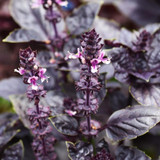 Basil Dark Opal