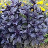 Basil Dark Opal