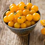Tomato Sungold (Pack of 8)