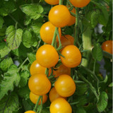 Tomato Sungold (Pack of 8)