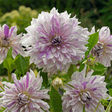 Dahlia Dinner Plate Unusual Collection