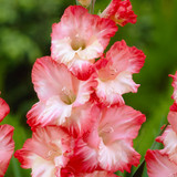 Gladioli 'Pink Lady'