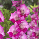 Gladioli Blue Star