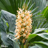 Hedychium coccineum Tara