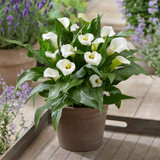 Zantedeschia Captain Collection