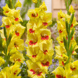 Gladioli Butterfly Collection