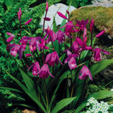 Bletilla striata