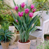 Curcuma alismatifolia Pink