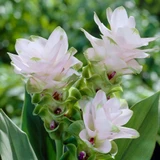 Curcuma alismatifolia White