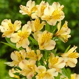 Alstroemeria Collection