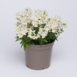 Nemesia Lady Mary
