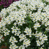 Nemesia Lady Mary